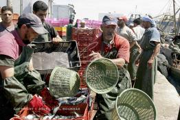 Image du Maroc Professionnelle de  Le système de la chaîne humaine pour vider la cale du bateau remplie de poissons encore vivat ! Les ouvriers s'activent énergiquement sans perdre de temps à faire passer de l’un à l’autre le panier en plastique rempli de sardines vivantes, cette dynamique dans le but de conserver la sardine toute fraîche durant l’opération de débarquement au Port de Laayoune, Lundi 8 Mars 2010. (Photo / Abdeljalil Bounhar) 